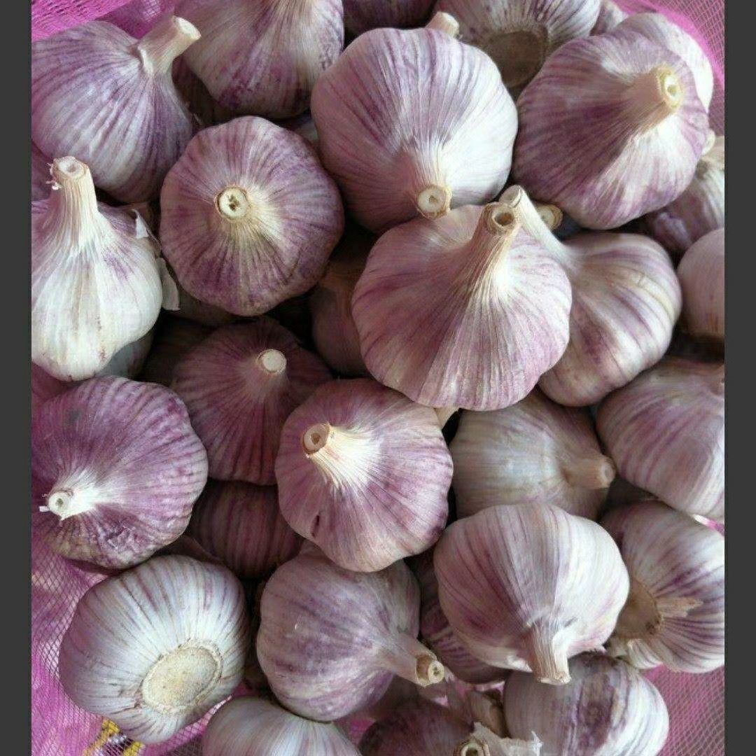 2021 Normal White Garlic 10kg bag