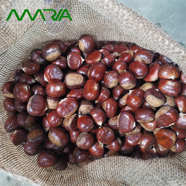 Delicious chestnut
